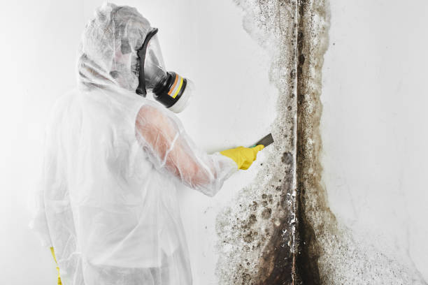 Best Emergency Mold Removal  in Norristown, PA