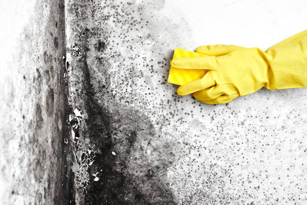 Best Fast Mold Removal  in Norristown, PA