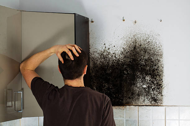 Norristown, PA Mold Removal Company