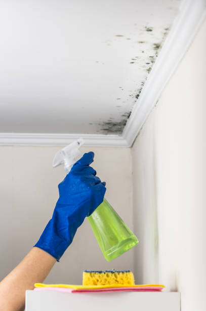 Best Fast Mold Removal  in Norristown, PA