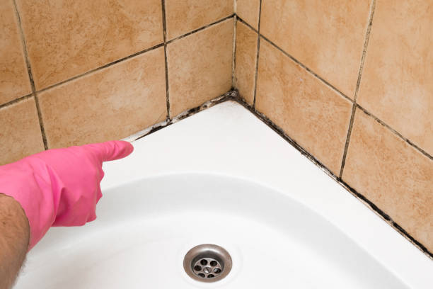 Best Crawl Space Mold Removal  in Norristown, PA
